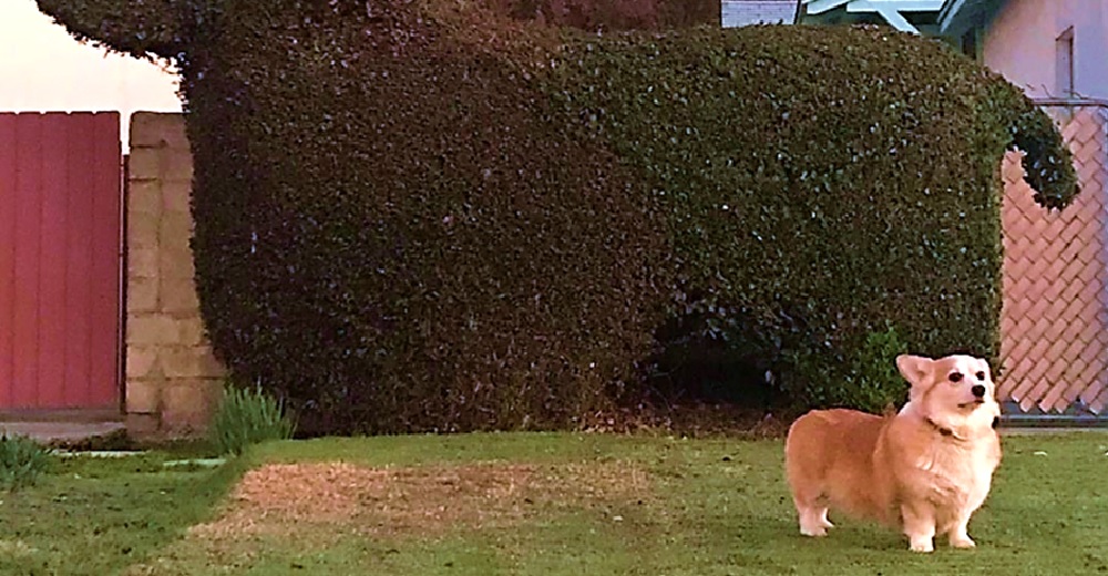 Le pide a su perrita que pose junto a un inofensivo arbusto y su respuesta se hace viral Le pide a su perrita que pose junto a un inofensivo arbusto y su respuesta se hace viral
