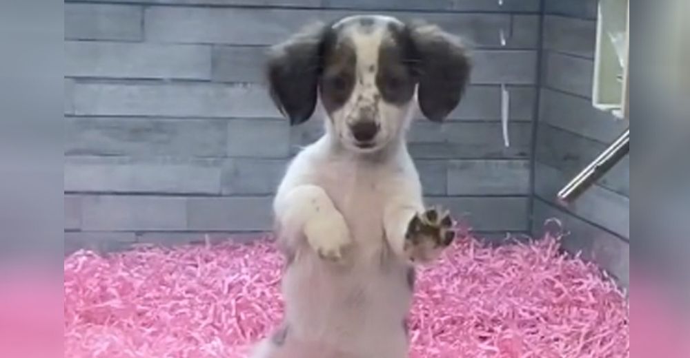 Triste perrito se despide de su amigo a través del cristal cuando se iba para siempre