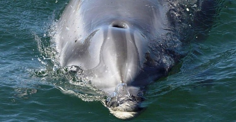 Advierten a la gente del solitario delfín que busca desesperado compañía humana