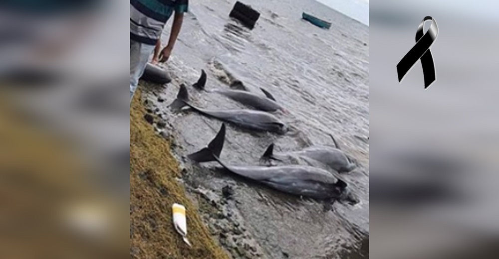 Aparecen más de 14 delfines sin vida en la costa ante la consternación de los expertos