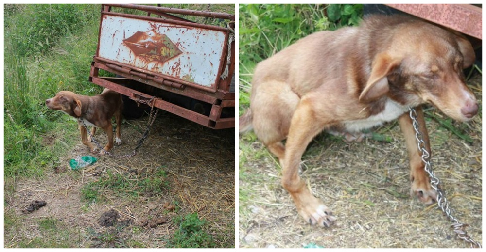 Rescatan un cachorro discapacitado encadenado a un remolque viejo que esperaba su final