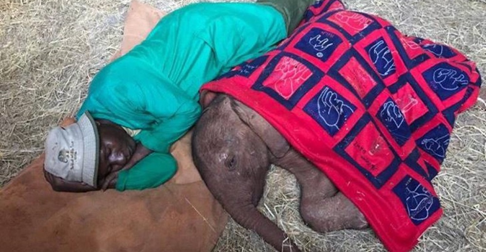 Captan a un cuidador durmiendo al lado de un elefantito huérfano para que pueda superar su dolor
