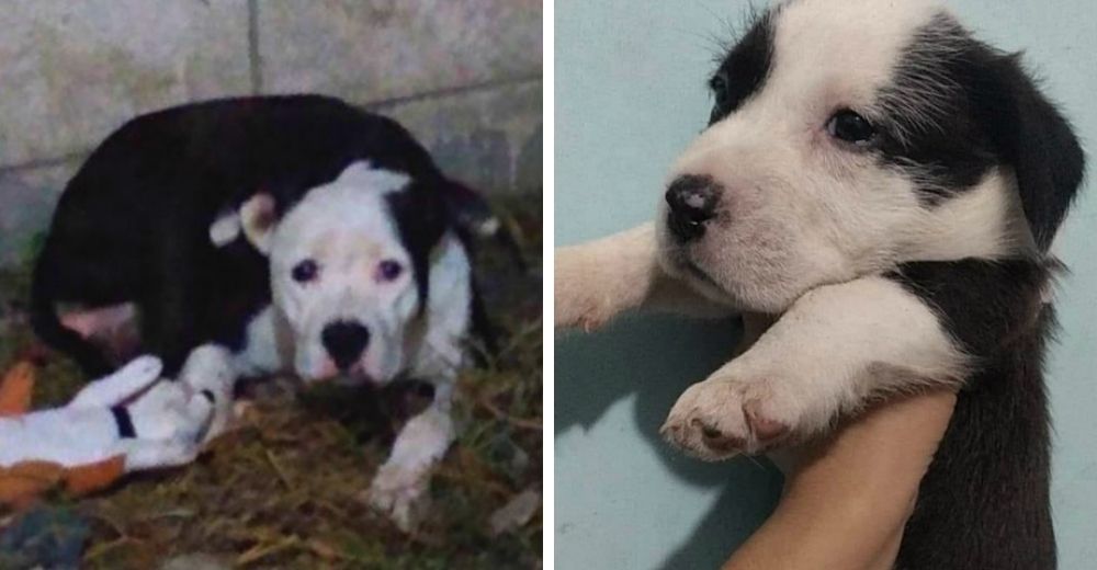 Acude a las redes para pedir ayuda después de que su perrita perdiera a todos sus cachorros