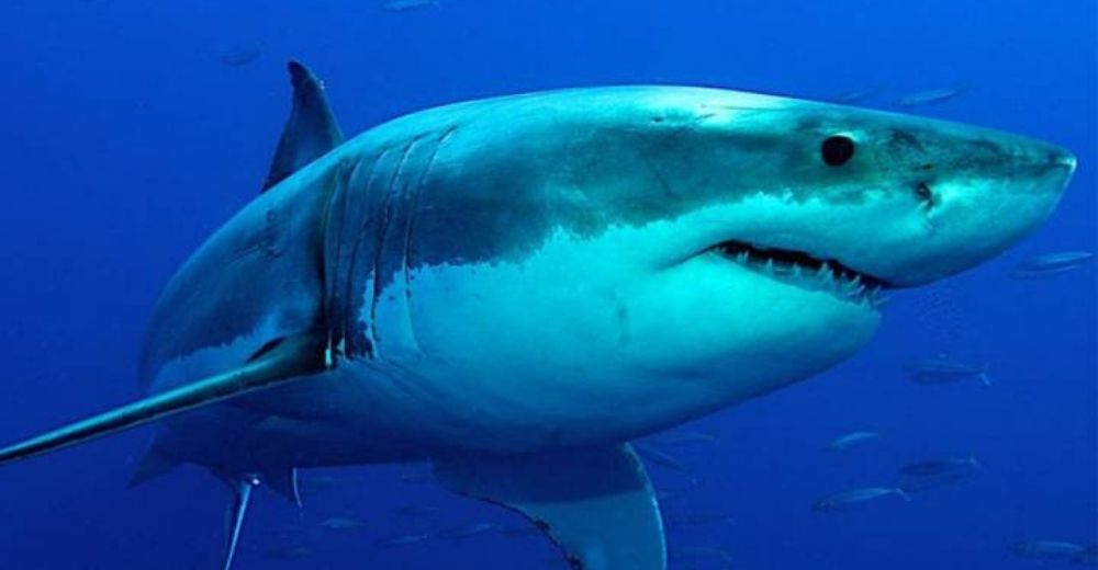Denuncian que 500 mil tiburones serán sacrificados para la esperada vacuna contra el Covid-19