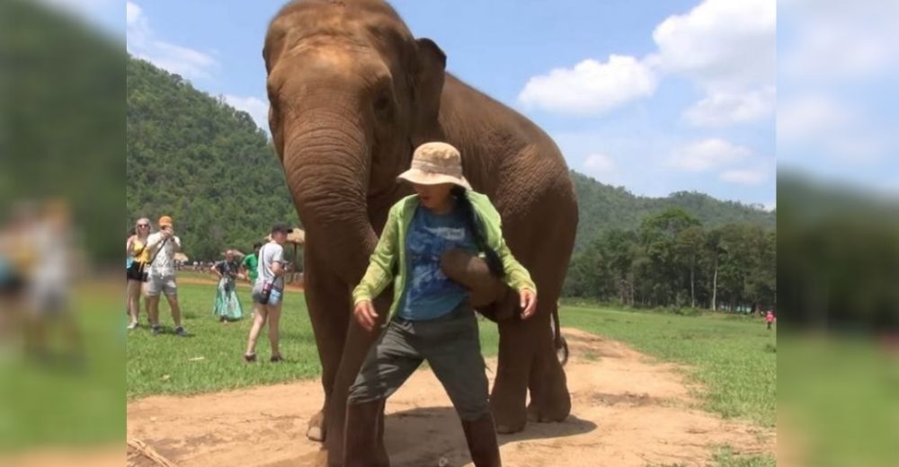 Una elefanta reacciona empujando a su cuidadora con desespero dejándola desconcertada