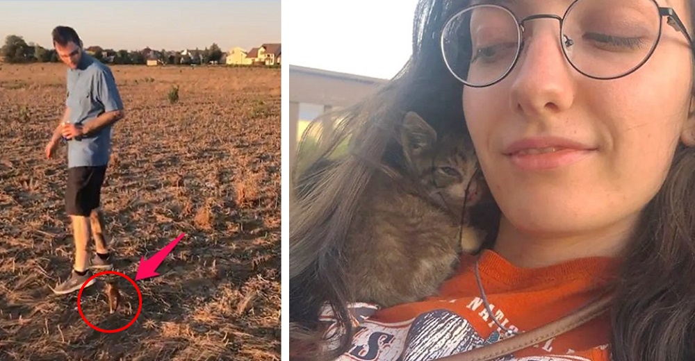 Diminuta gatita hallada en el campo corre detrás de una pareja e insiste en que la lleven a casa