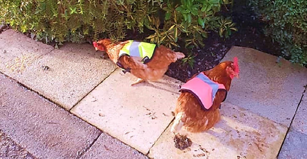 Vecinos quedan desconcertados al encontrarse con dos gallinas con chalecos de alta visibilidad
