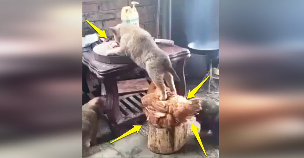 Graban a un gallo siendo cómplice del perro para que pueda robar la comida de la mesa