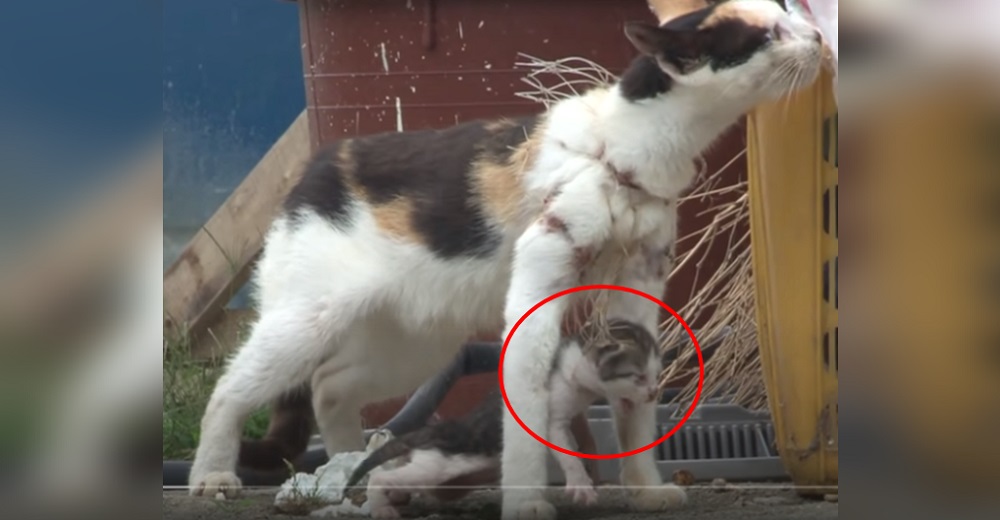 Madre gata vive atrapada durante un año en una red de pesca y su bebé cae en el mismo suplicio