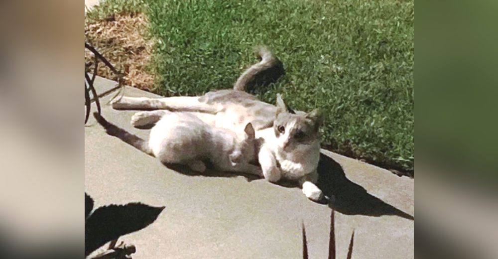 Gata regresa a la casa de la familia que la auxilió y alimentó por semanas, pero no estaba sola Gata regresa a la casa de la familia que la auxilió y alimentó por semanas, pero no estaba sola