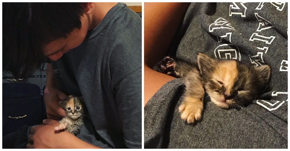 Diminuta gatita encontrada en un campo se aferra a un joven e insiste en quedarse con él Diminuta gatita encontrada en un campo se aferra a un joven e insiste en quedarse con él