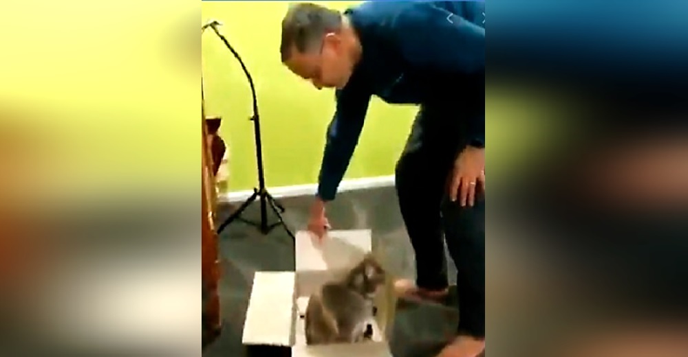 Cada noche su gata comienza a maullar desesperada dentro de una caja hasta que se acerca Cada noche su gata comienza a maullar desesperada dentro de una caja hasta que se acerca
