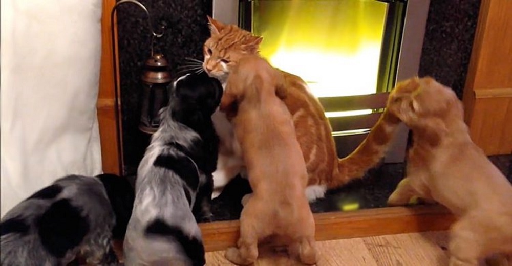 Graban a 6 cachorros impactados al conocer al rey felino de la casa antes de que éste reaccione Graban a 6 cachorros impactados al conocer al rey felino de la casa antes de que éste reaccione
