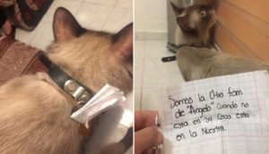 Gato regresa a casa con una nota en su collar que comprueba su doble vida