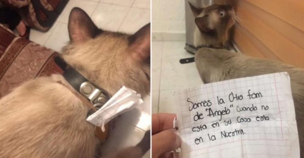 Gato regresa a casa con una nota en su collar que comprueba su doble vida