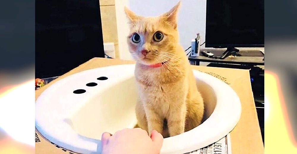Una peculiar gata obliga a sus dueños a comprar un lavamanos exclusivamente para ella Una peculiar gata obliga a sus dueños a comprar un lavamanos exclusivamente para ella