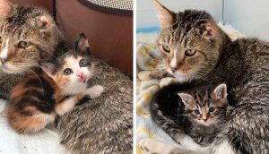 Un gato sin hogar conoce a gatitos huérfanos y comienza a cuidarlos como propios