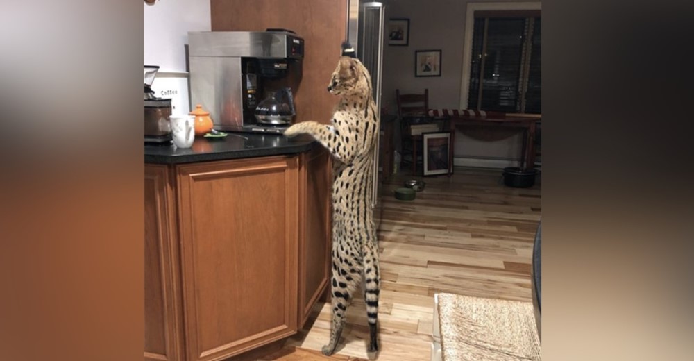 Una familia recupera al gato africano que huyó de su casa para vivir en su hábitat natural