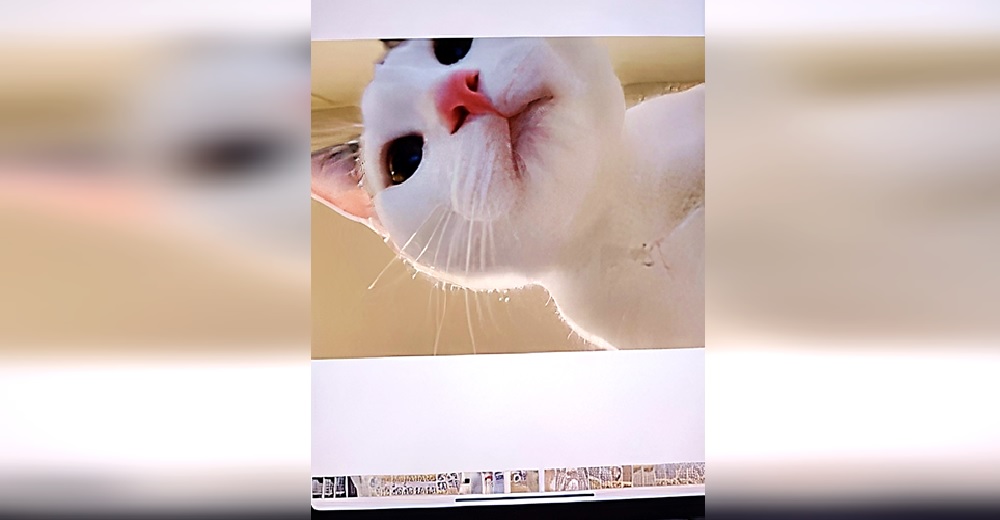 Gatita se roba la tablet de su dueña para tomarse decenas de selfis y el resultado se hace viral Gatita se roba la tablet de su dueña para tomarse decenas de selfis y el resultado se hace viral