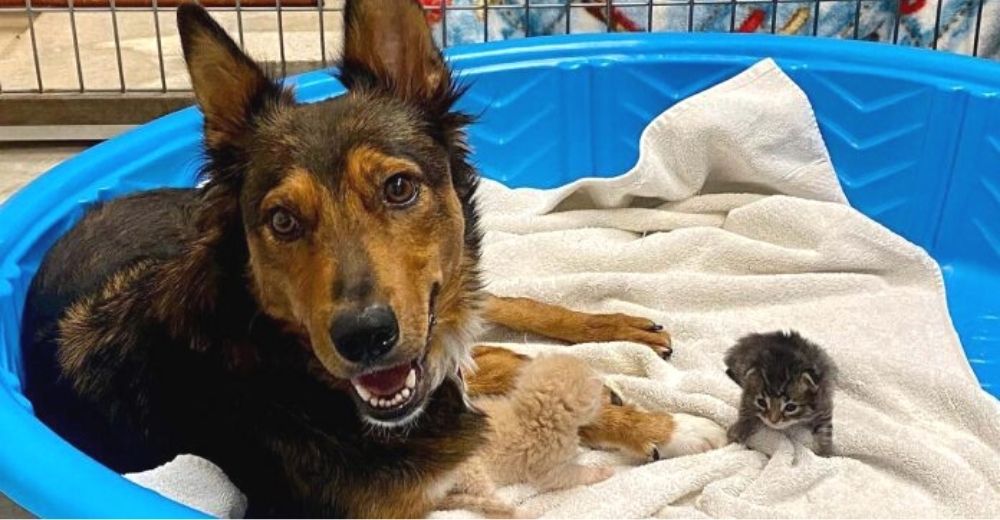 Perrita que perdió a sus cachorros cuando daba a luz, adopta a unos gatos bebés como propios