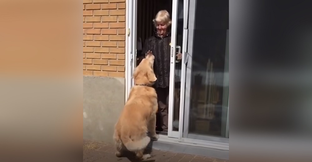 Golden anciano desolado insiste en golpear la ventana de su vecina cada mañana y ella reacciona