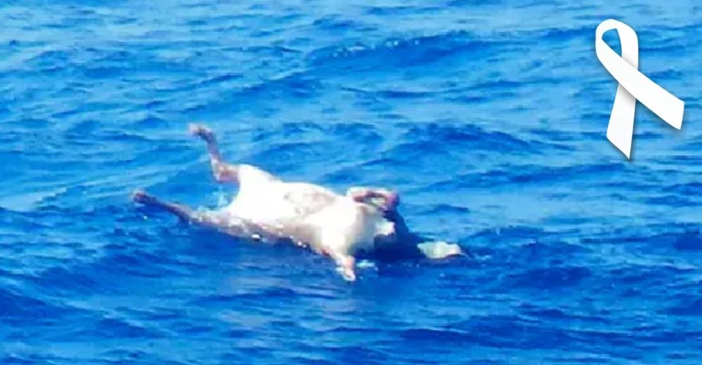 El drama del barco que se hundió con decenas de personas y casi 6.000 animales vivos a bordo El drama del barco que se hundió con decenas de personas y casi 6.000 animales vivos a bordo