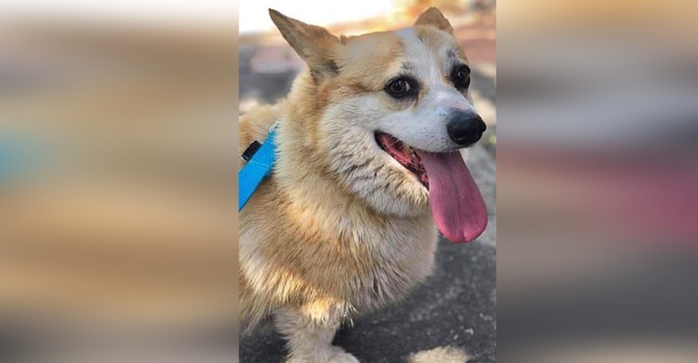 Le pide a un amigo que cuide a su perro mientras se va de viaje, pero él lo «secuestra» Le pide a un amigo que cuide a su perro mientras se va de viaje, pero él lo «secuestra»