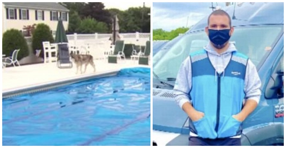 Repartidor ve lo que parecía un hocico en la piscina de una casa sin dueños y actúa de inmediato Repartidor ve lo que parecía un hocico en la piscina de una casa sin dueños y actúa de inmediato