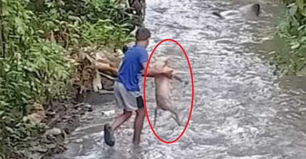 Perrita que yacía inmóvil en un arroyo es rescatada por un valiente joven