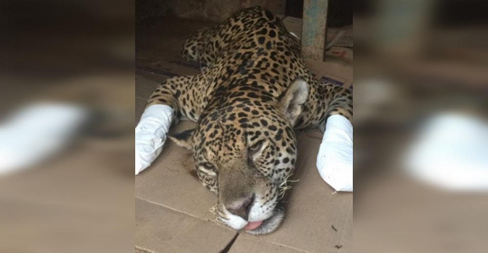 La milagrosa recuperación de un jaguar que quedó con sus patas en llamas gracias a células madre La milagrosa recuperación de un jaguar que quedó con sus patas en llamas gracias a células madre