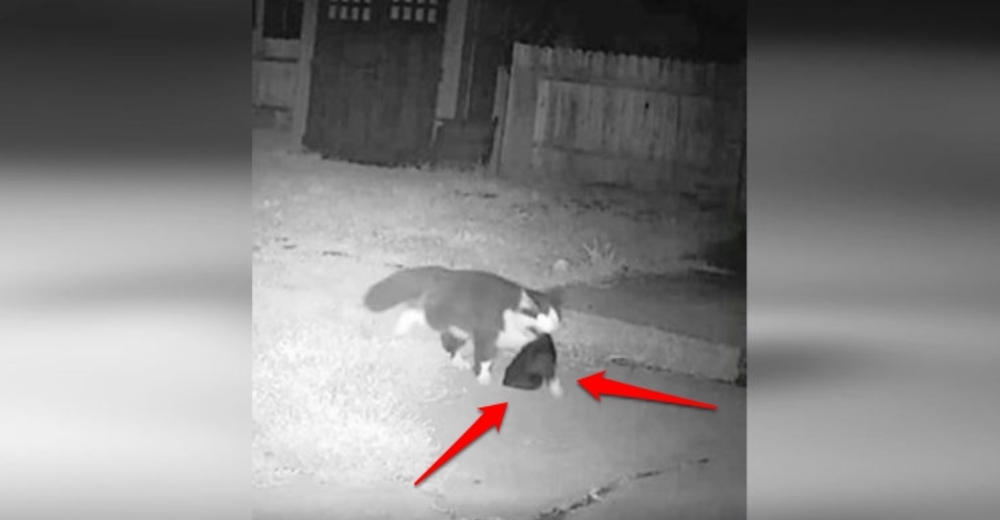 Difunde en las redes las decenas de objetos que su gato lleva cada noche a su casa Difunde en las redes las decenas de objetos que su gato lleva cada noche a su casa
