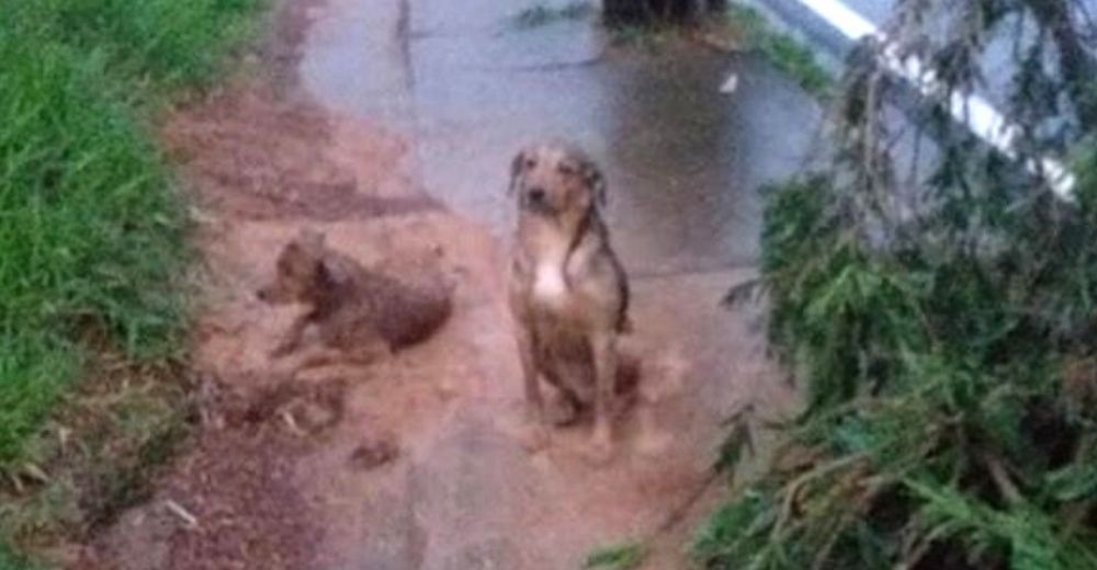 «No sin ella»–Perrito fiel protegió a su amiga herida y se resistía a que alguien se acercara «No sin ella»–Perrito fiel protegió a su amiga herida y se resistía a que alguien se acercara