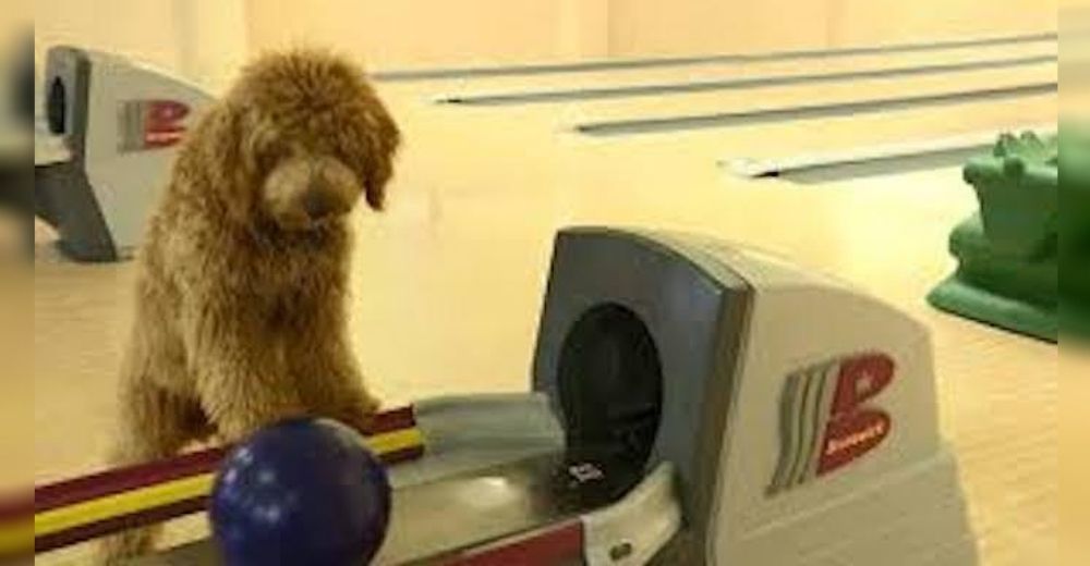 Un perrito aprende a jugar bowling desde que tenía 12 semanas y supera a su dueña Un perrito aprende a jugar bowling desde que tenía 12 semanas y supera a su dueña