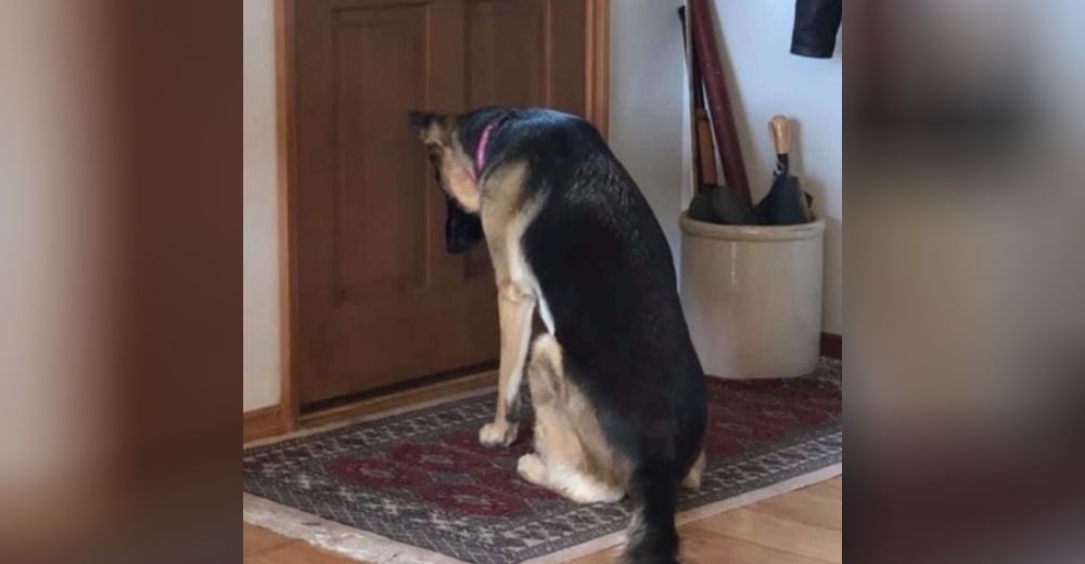 Perrita inclina su cabeza mientras espera a su abuelo con cáncer pensando que volvería pronto Perrita inclina su cabeza mientras espera a su abuelo con cáncer pensando que volvería pronto