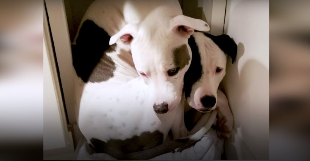 Pitbulls rescatados son separados, pero ella ve de nuevo a su hermano y le ruega que lo consuele