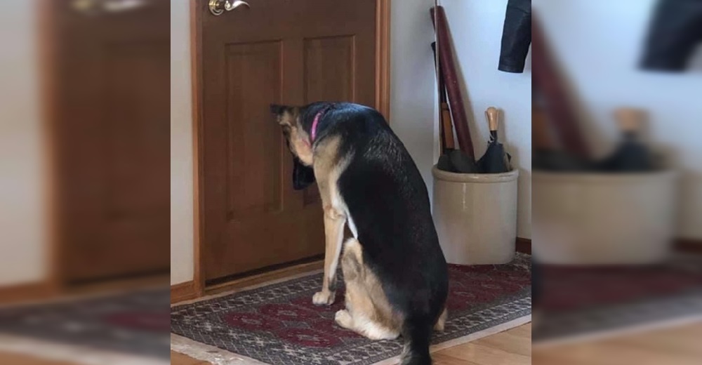 Perrita permanece junto a la puerta esperando que su papá regrese del hospital Perrita permanece junto a la puerta esperando que su papá regrese del hospital