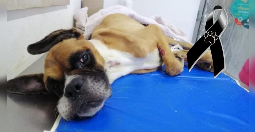 Llevan a juicio a los dueños del perrito que murió tras tenerlo sin comida y agua contaminada