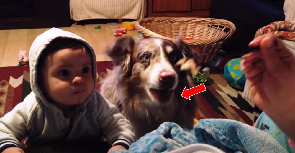 Madre intenta que su hijo diga sus primeras palabras pero el perro termina respondiendo primero Madre intenta que su hijo diga sus primeras palabras pero el perro termina respondiendo primero