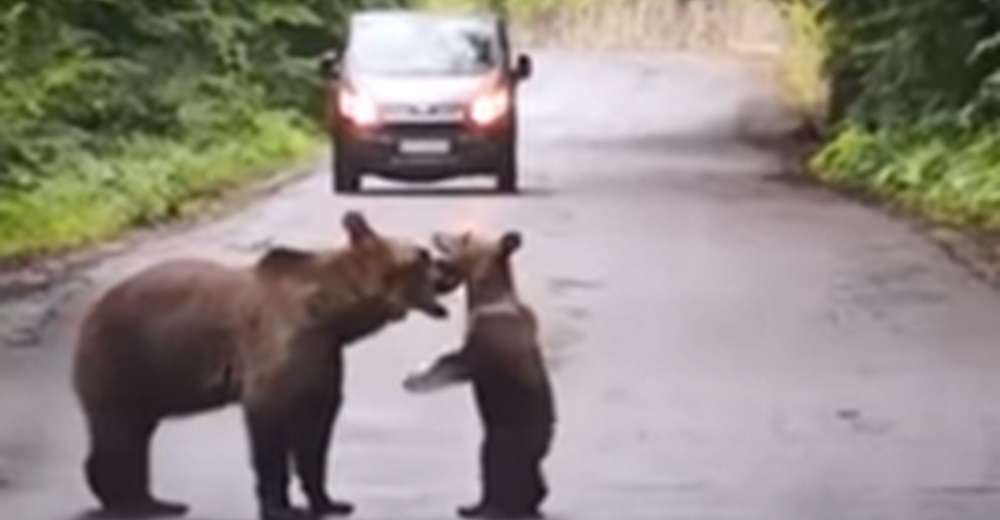 Mamá osa no sabe qué más hacer para salvar a su necio bebé de un trágico final en la carretera