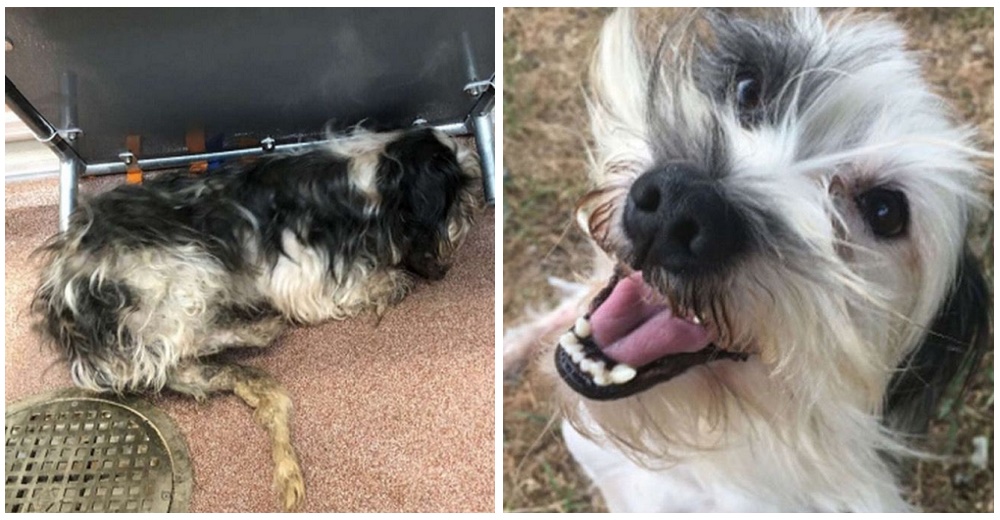 Perrito abandonado lame y sonríe a los médicos que lo salvaron de ser comido por los gusanos Perrito abandonado lame y sonríe a los médicos que lo salvaron de ser comido por los gusanos