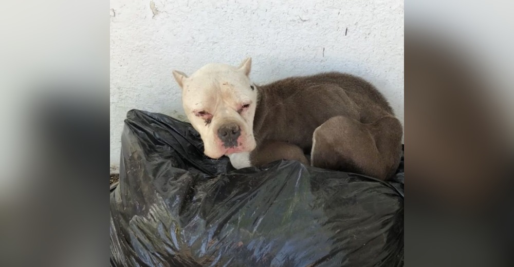 Una débil perrita fue salvada cuando se echó sobre un saco de basura sin esperanza de sobrevivir Una débil perrita fue salvada cuando se echó sobre un saco de basura sin esperanza de sobrevivir