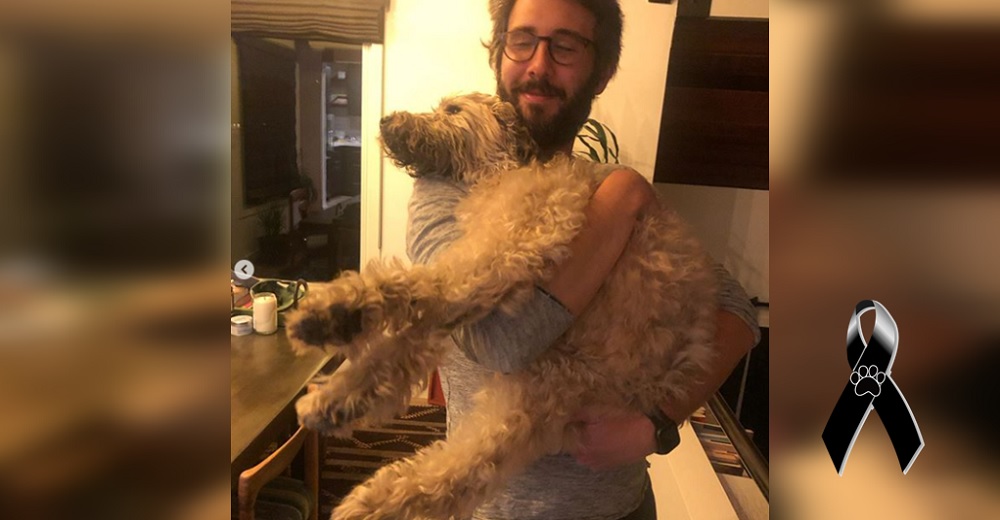 El cantante Josh Groban despide a su perrito en el más emotivo último adiós conmoviendo a todos