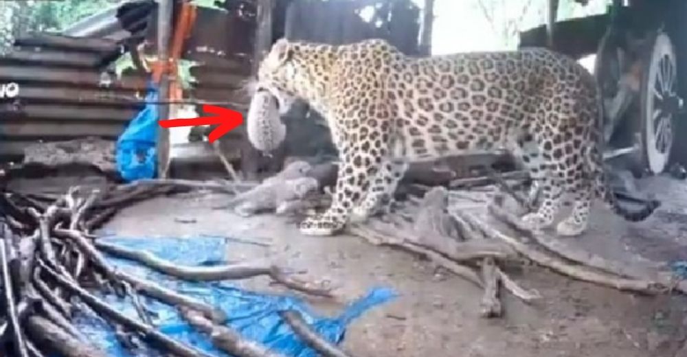 Graban a una madre leopardo llevando a sus cachorros a la jungla tras dar a luz en una choza Graban a una madre leopardo llevando a sus cachorros a la jungla tras dar a luz en una choza