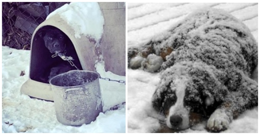 Nueva ley prohíbe tajantemente dejar a los perros afuera en condiciones climáticas extremas Nueva ley prohíbe tajantemente dejar a los perros afuera en condiciones climáticas extremas