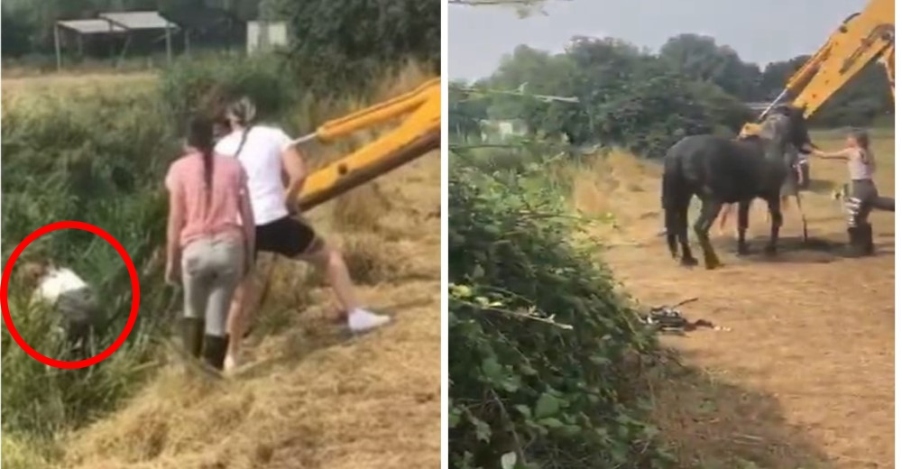 Un niño de 13 años salta a un canal congelado y lucha durante una hora para salvar a un caballo Un niño de 13 años salta a un canal congelado y lucha durante una hora para salvar a un caballo