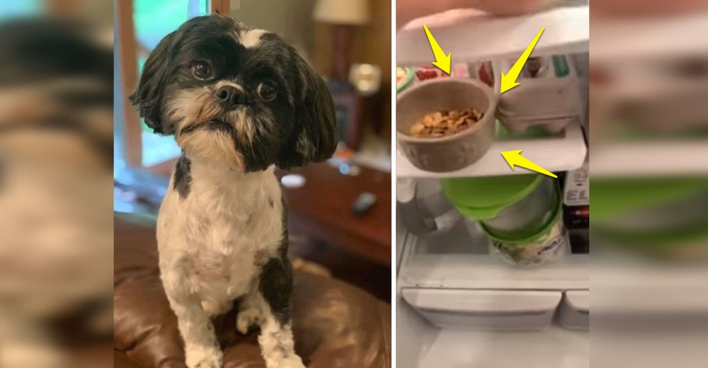 Cachorrito se niega a comer hasta que su padre haga el «mágico truco del refrigerador» Cachorrito se niega a comer hasta que su padre haga el «mágico truco del refrigerador»