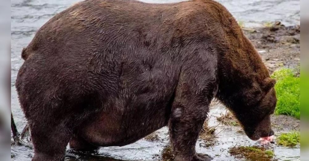 Captan imágenes de un raro oso tan grande y gordo que tiene dificultades para moverse Captan imágenes de un raro oso tan grande y gordo que tiene dificultades para moverse