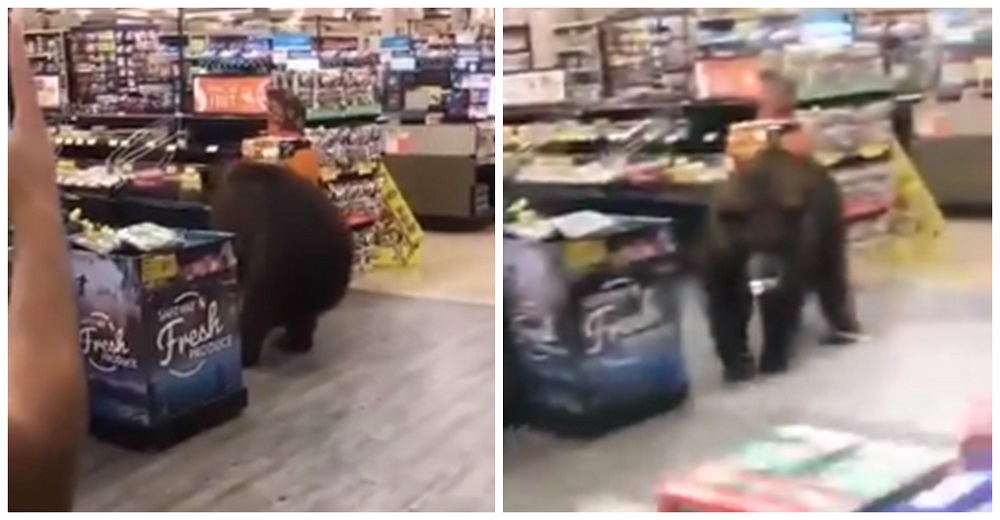 Graban a un oso «decidiendo qué comprar» en un supermercado ante el horror de los clientes