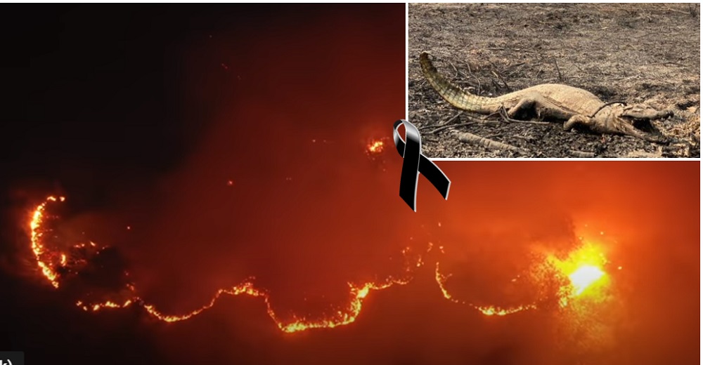 Piden ayuda para auxiliar a los animales víctimas del incendio más grande de los últimos 22 años Piden ayuda para auxiliar a los animales víctimas del incendio más grande de los últimos 22 años