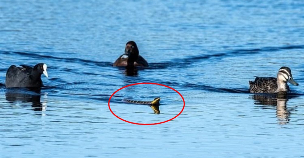 Capta a una de las serpientes más peligrosas en medio de inocentes patos pero ellos reaccionan